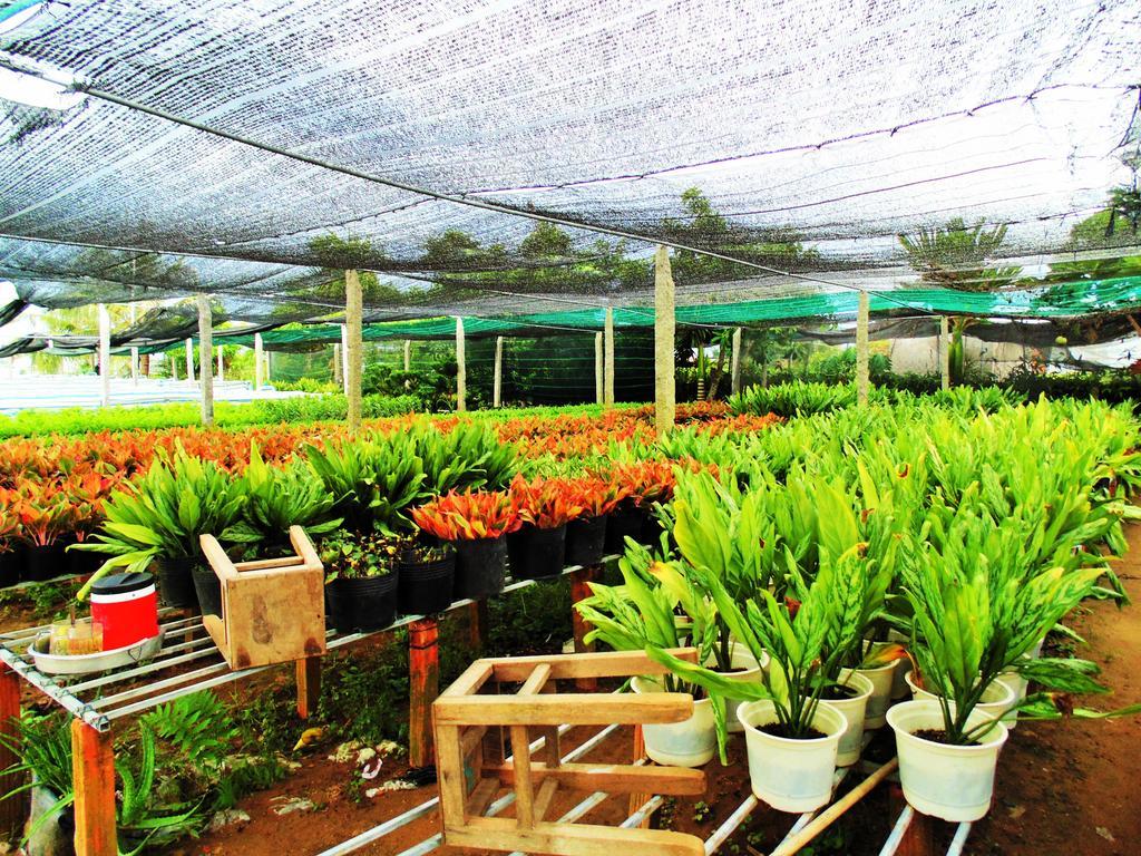 Sa Dec Flower & Frog Homestay מראה חיצוני תמונה